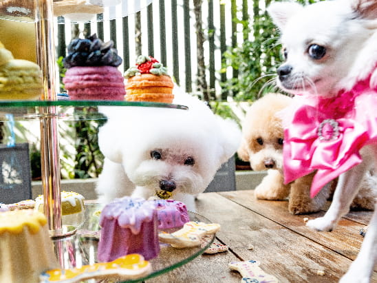 Taikoo Shing  lifetastic, 太古 Lifetastic